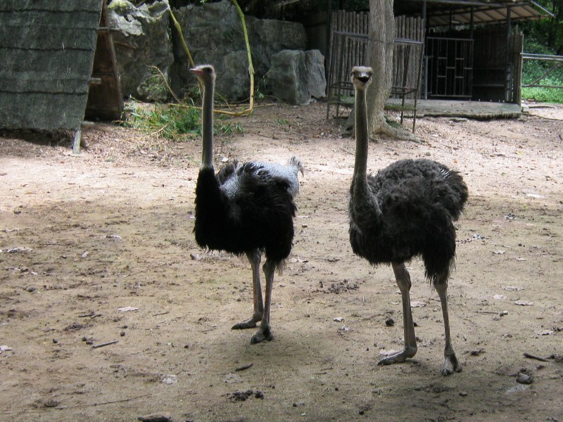 Забавные страусы