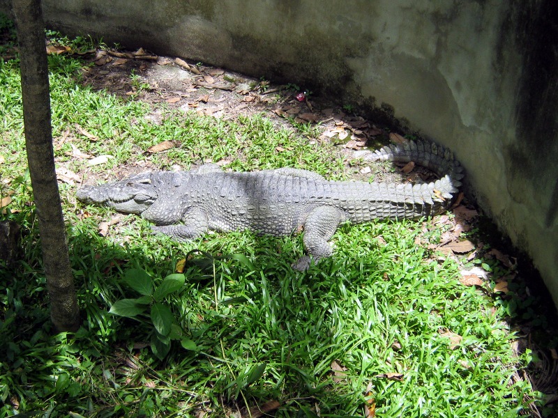 Сухопутный крокодил